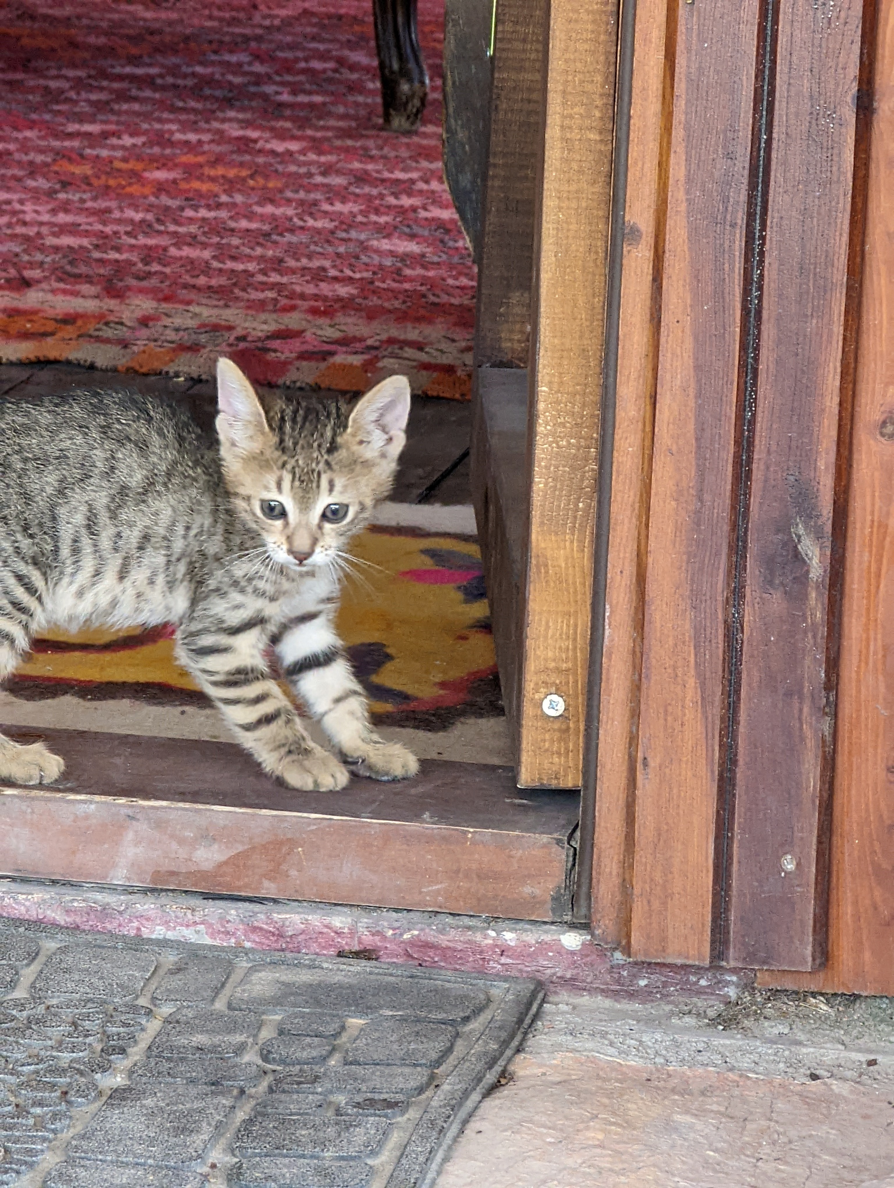 Skittish kitten