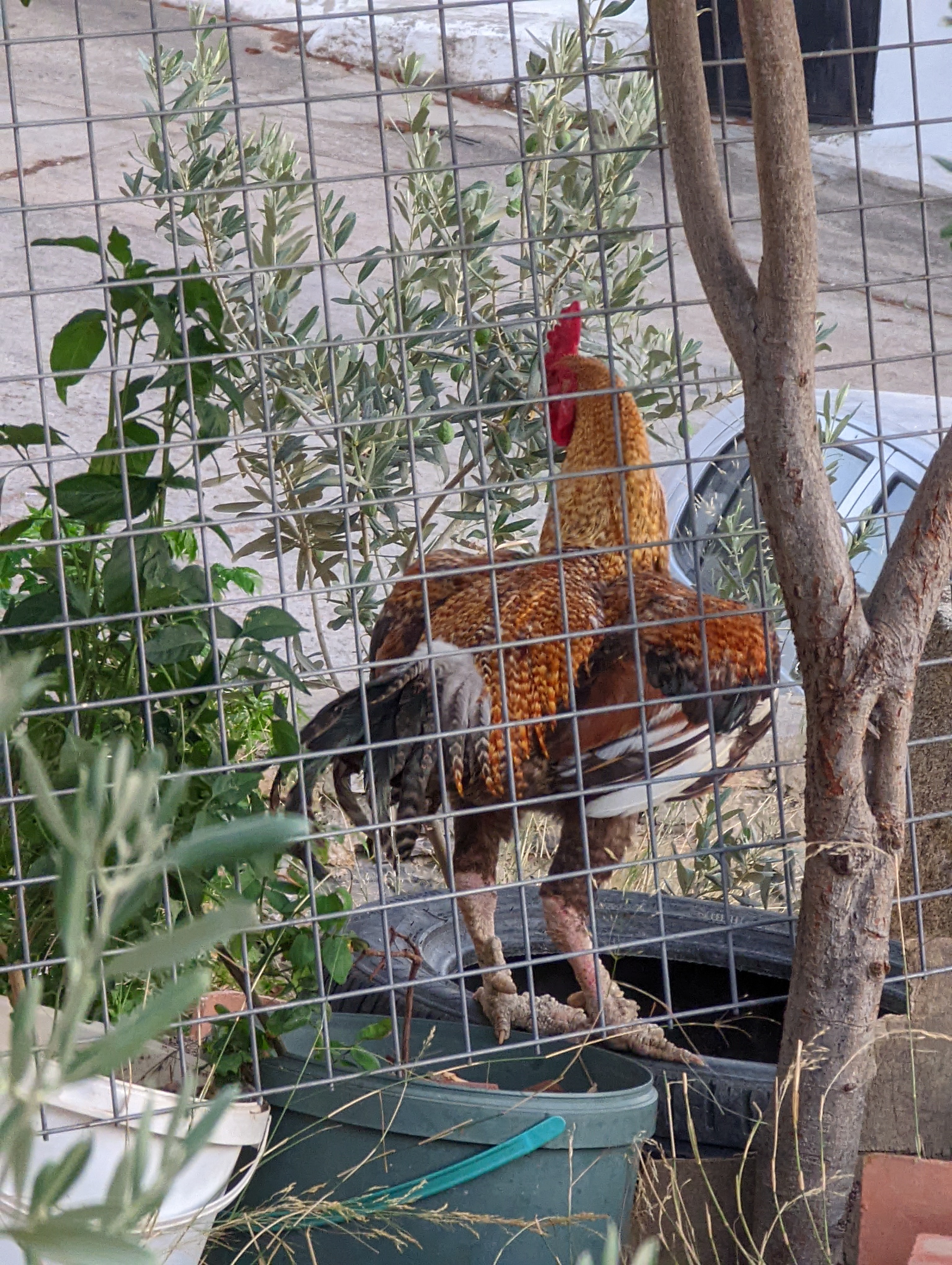 A rooster looking alert
