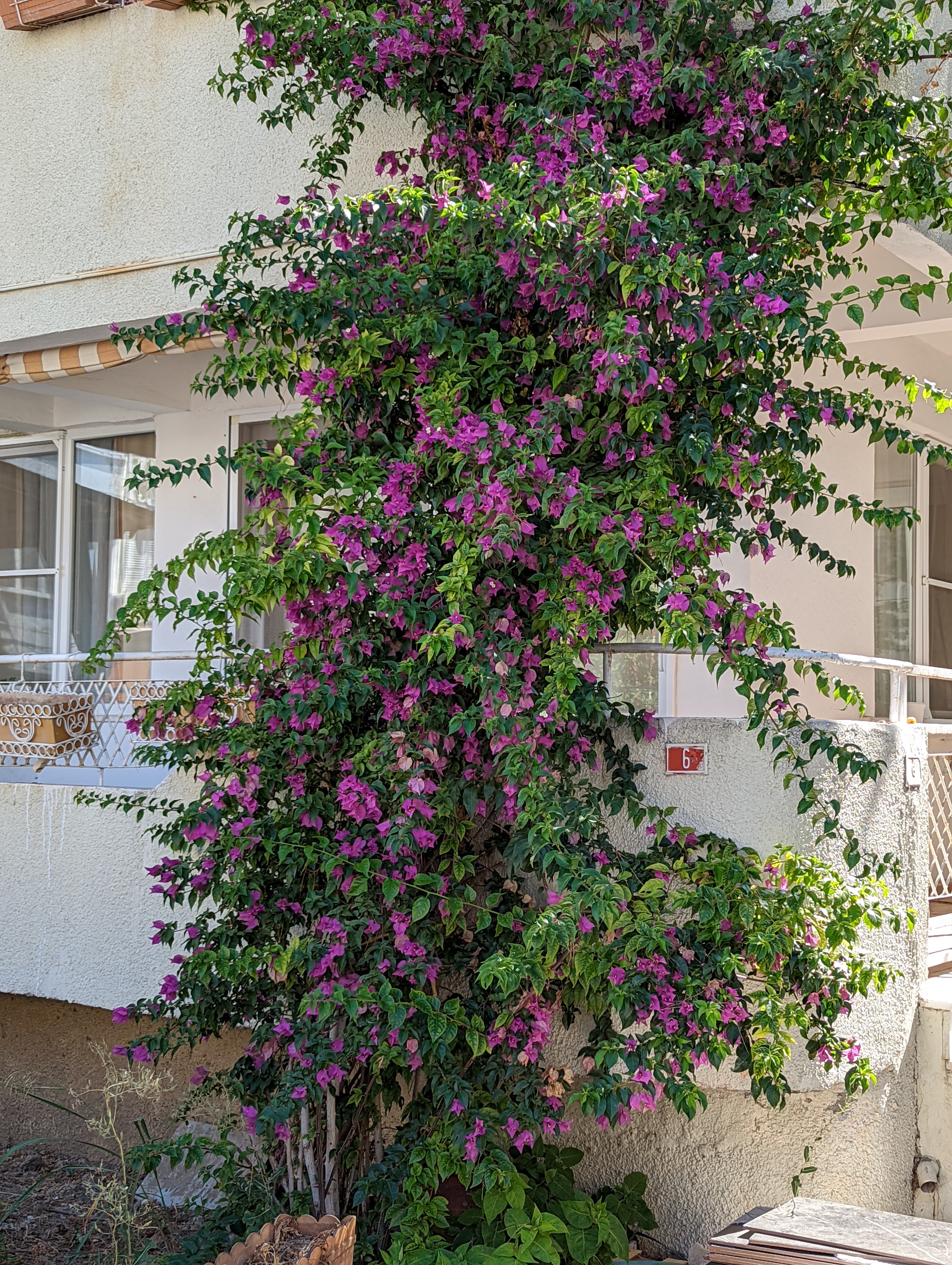 Bougainvillea