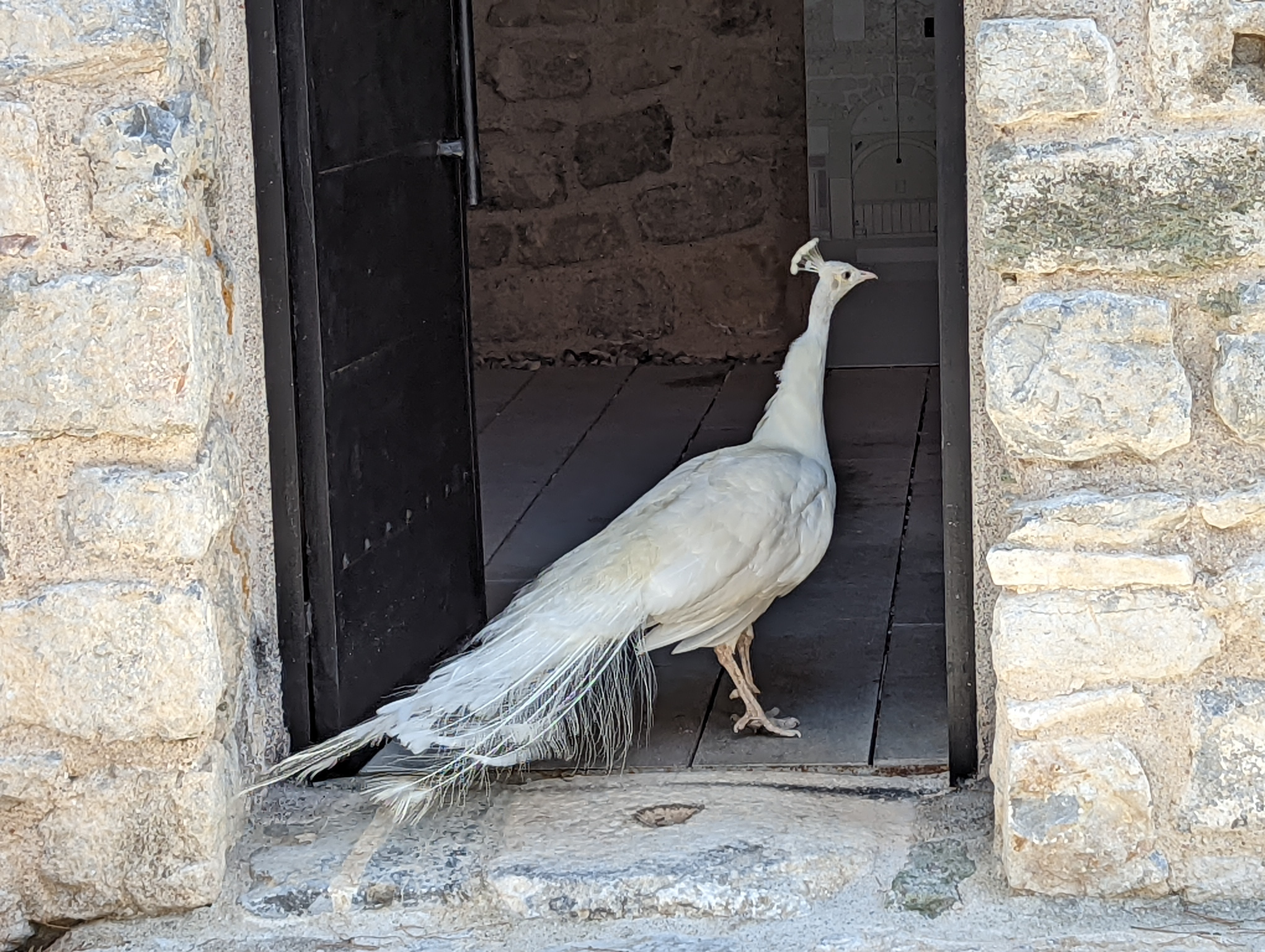 White peacock