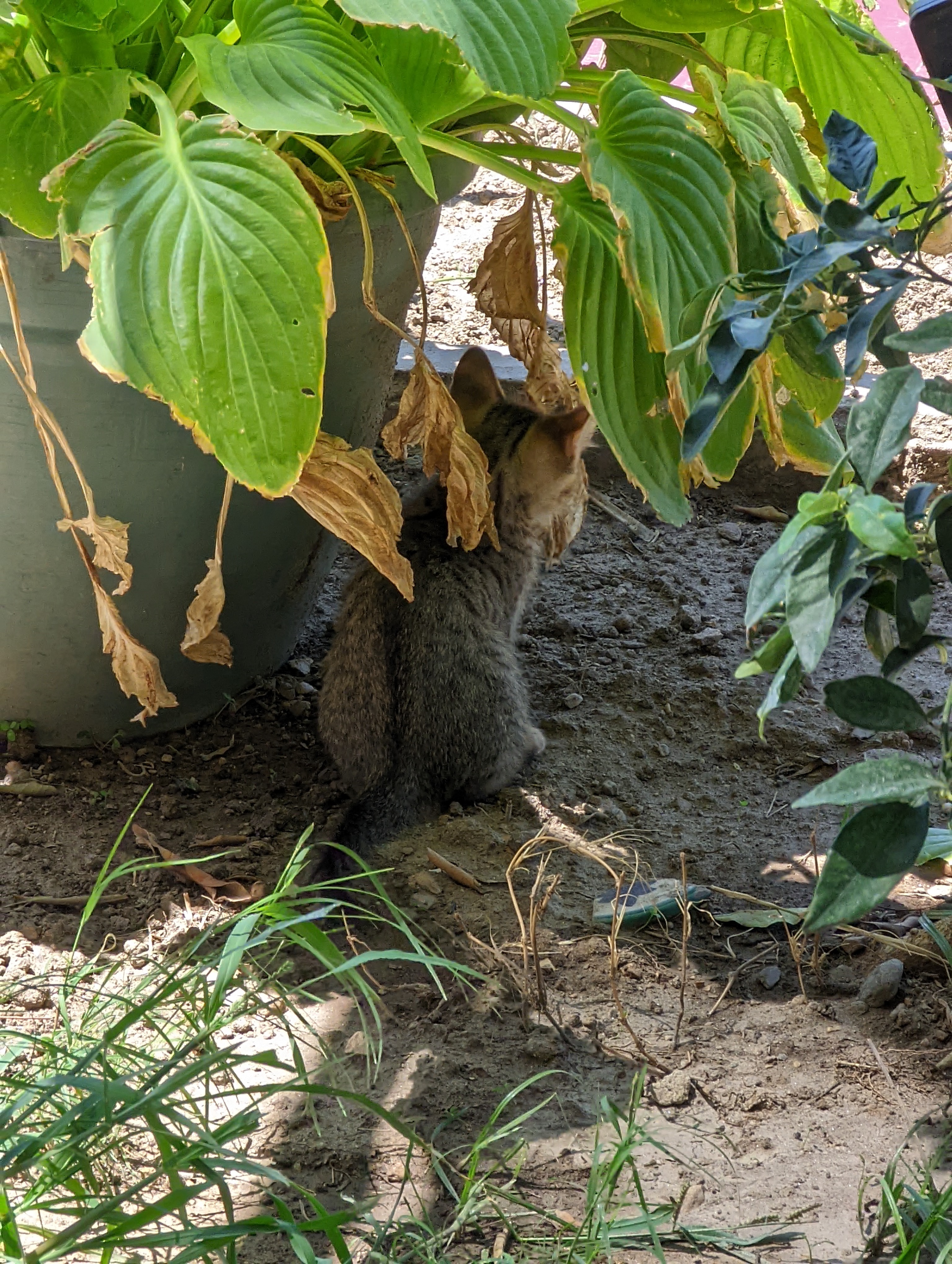 Kitten keeping busy under a hosta