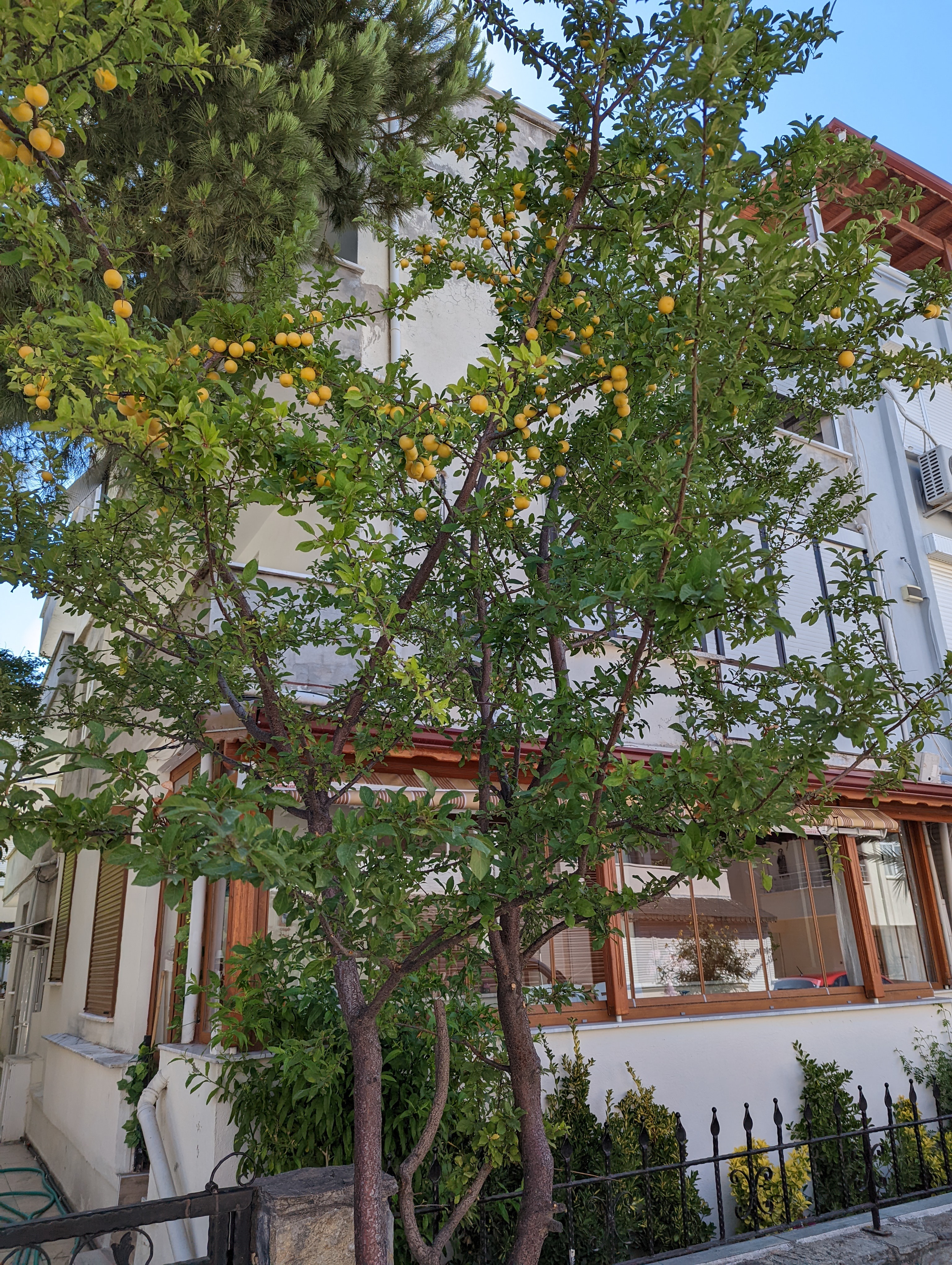 Lemon tree