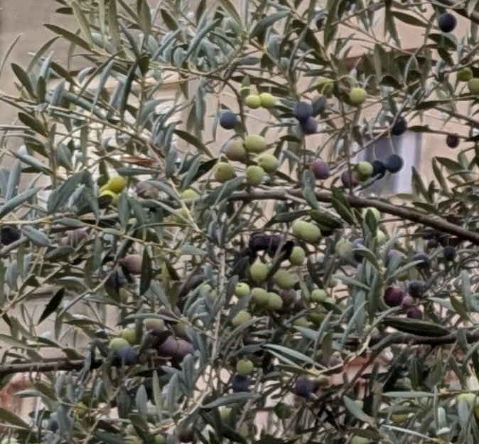 Olives of varying ripeness, Celler Masroig