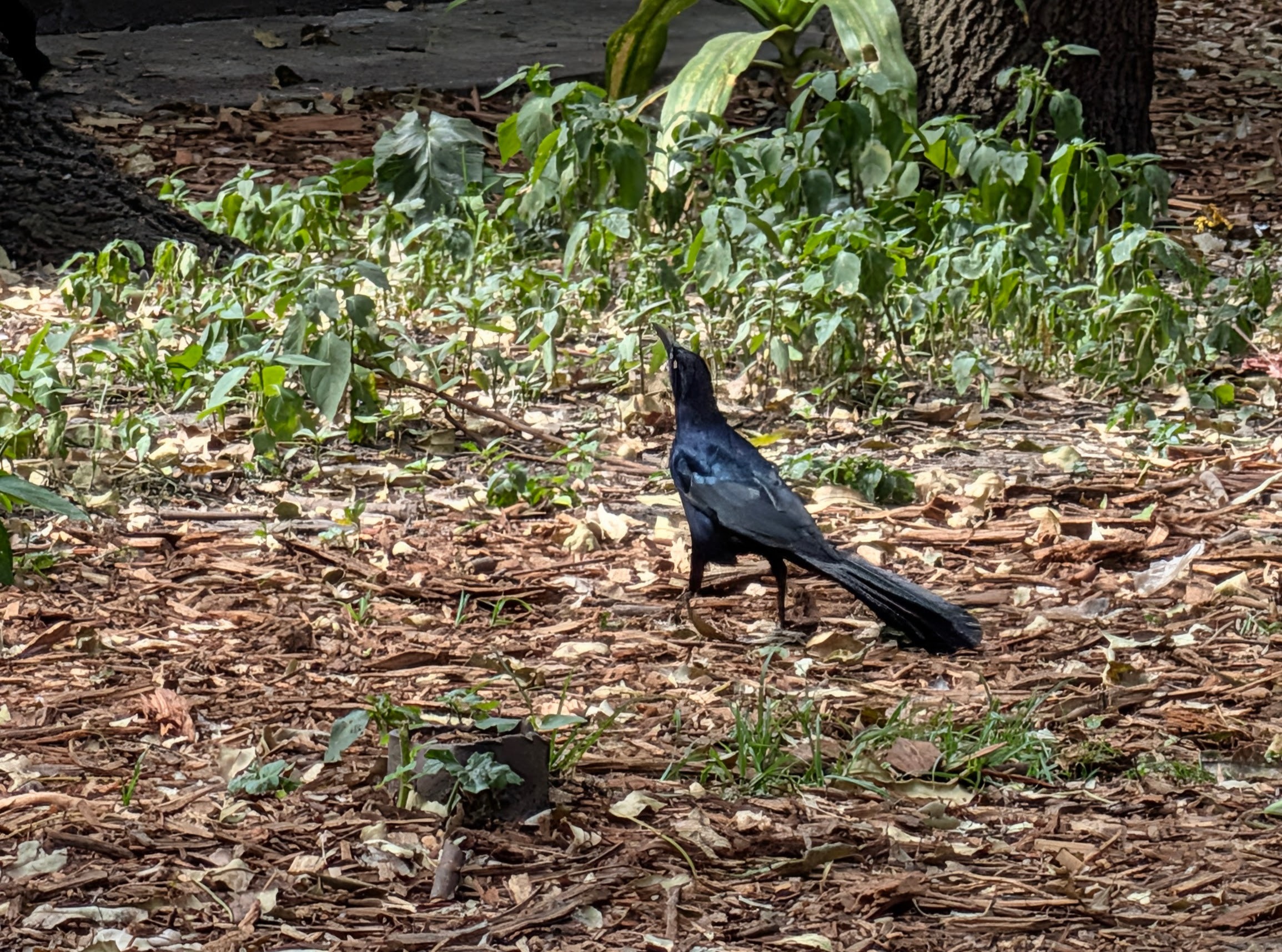 A park resident: a grackle