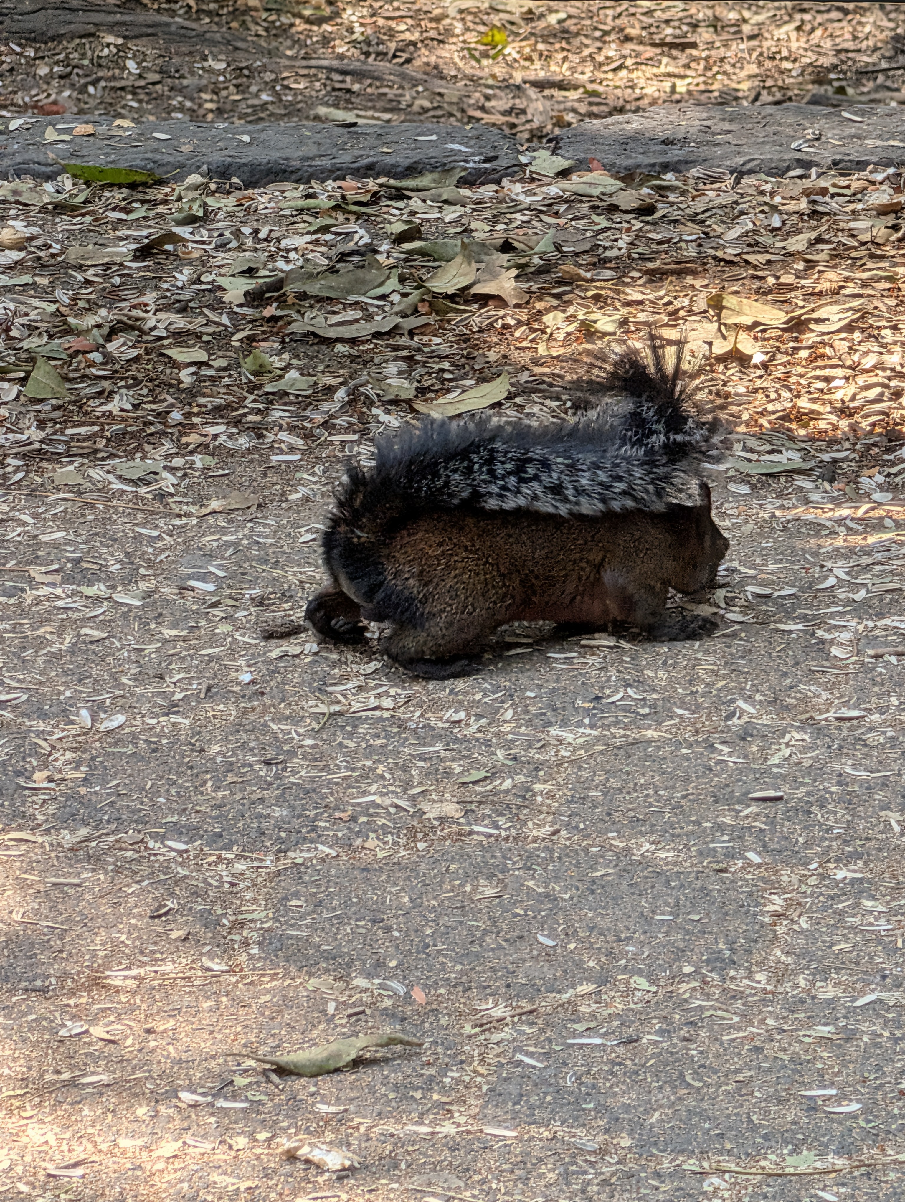 Another local: some kind of brown squirrel critter