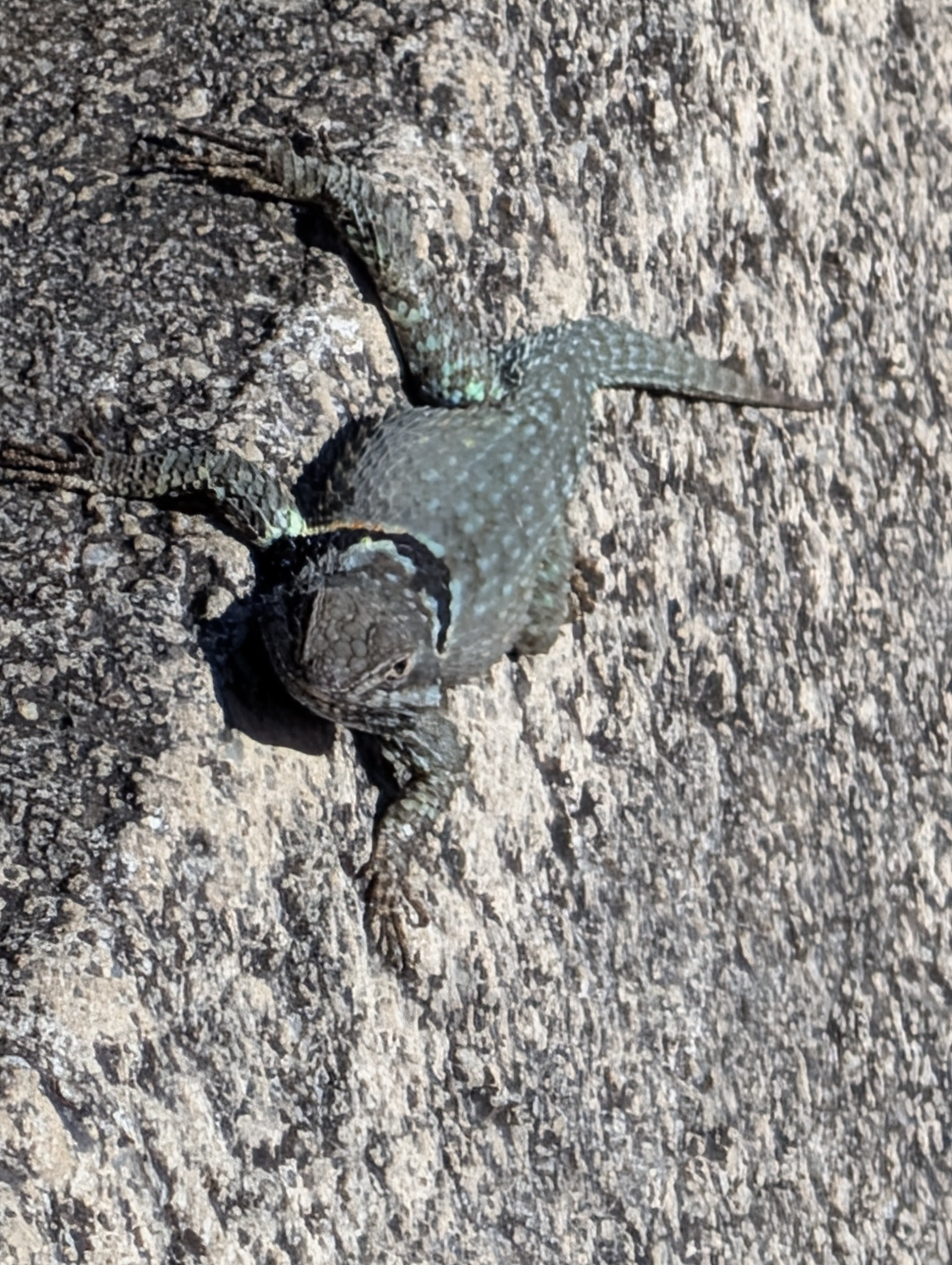 Our friend is a spiny lizard in the genus Sceloporus basking in the sun.