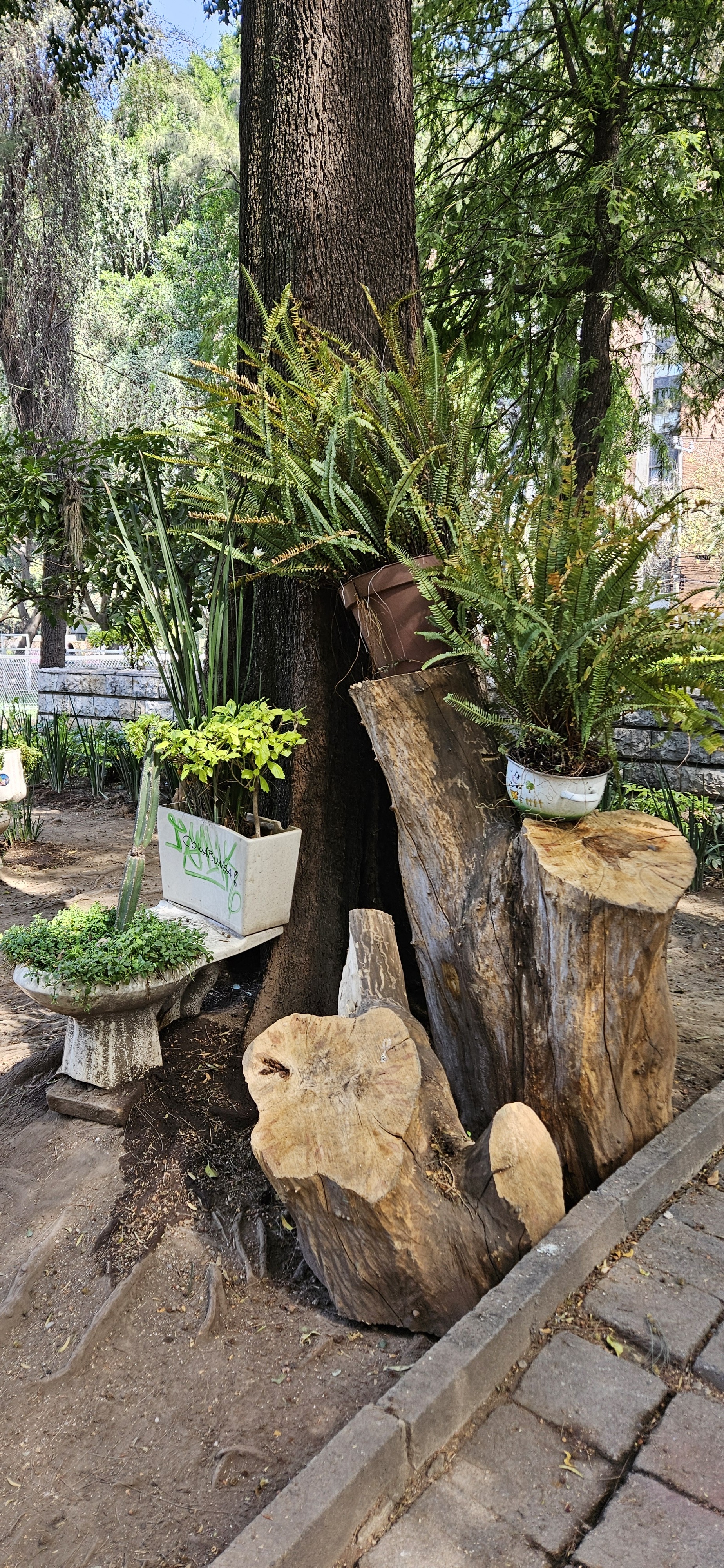 Plantings in Jardín de Ignacio Chavez