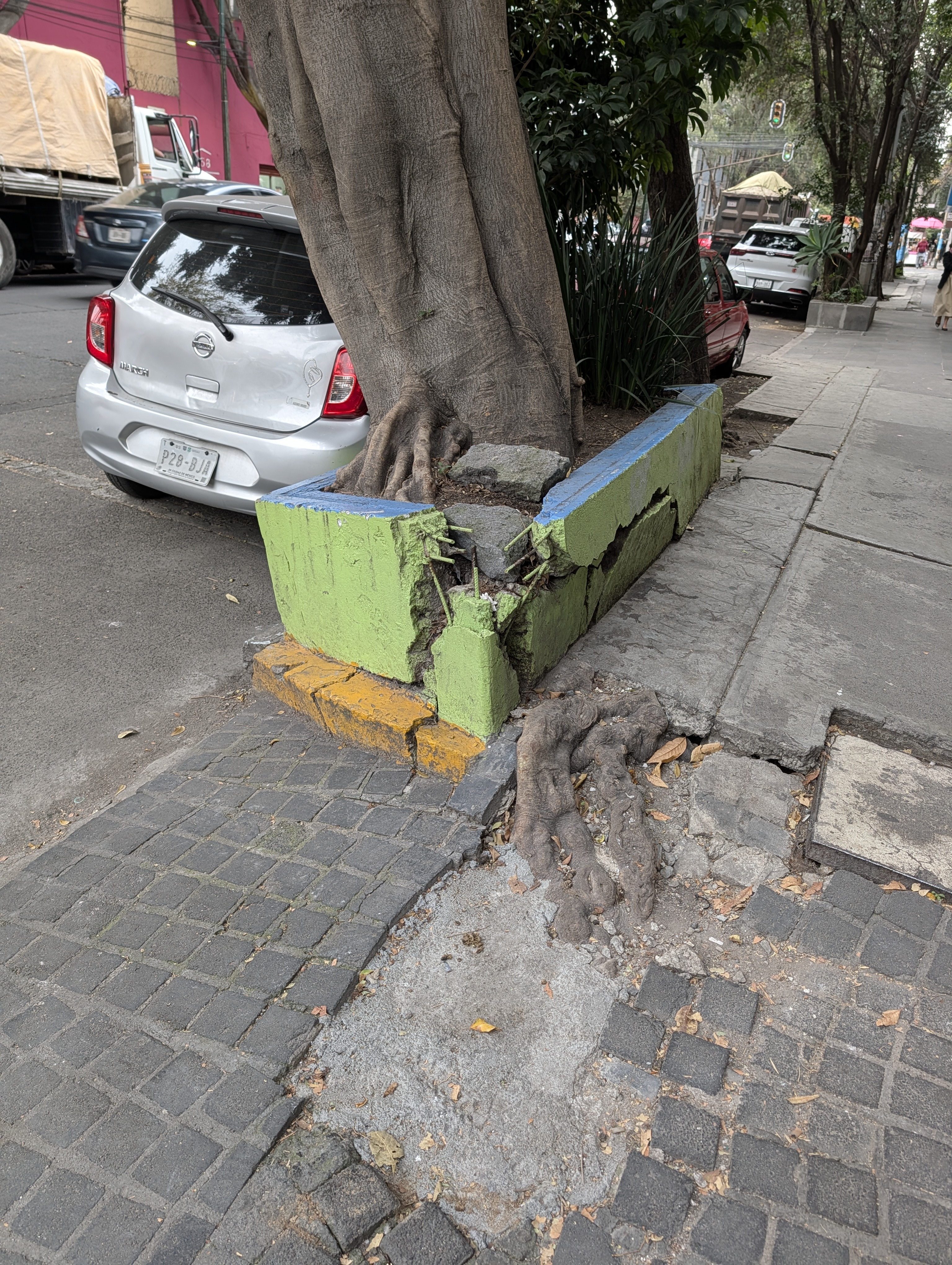 Street tree with roots breaking through its planter and sidewalk