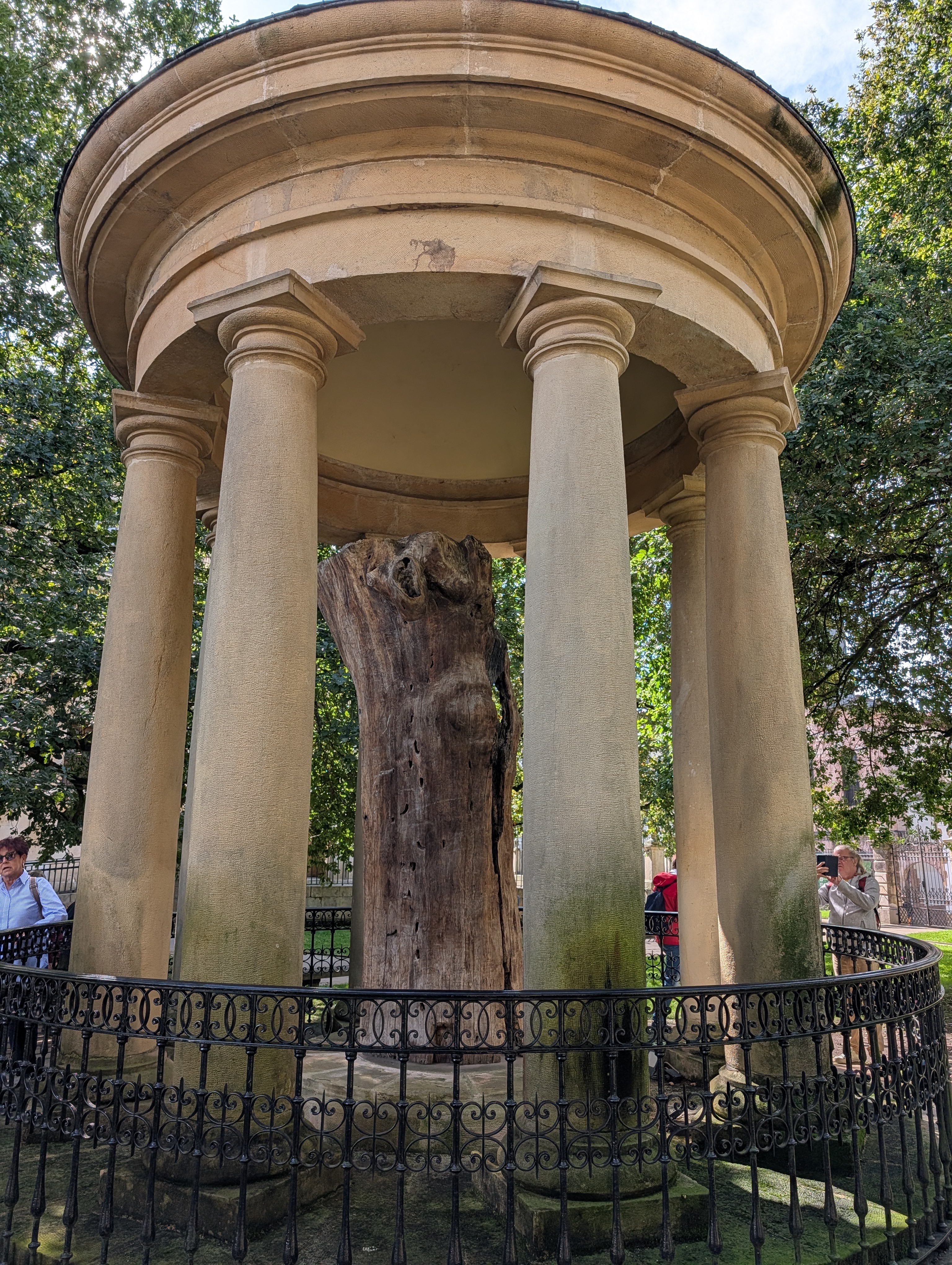 The memorialized Guernica Oak