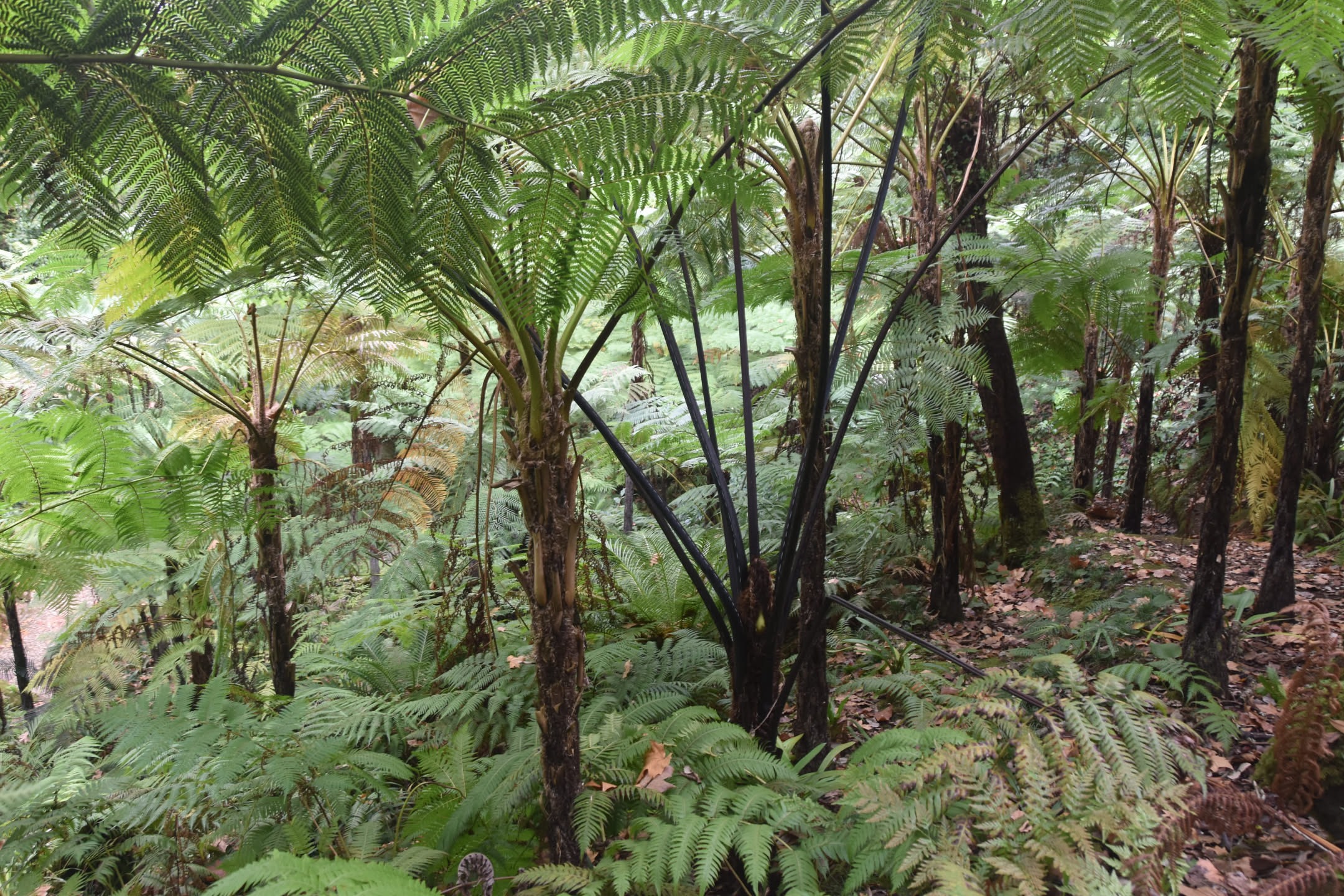 Forest of ferns