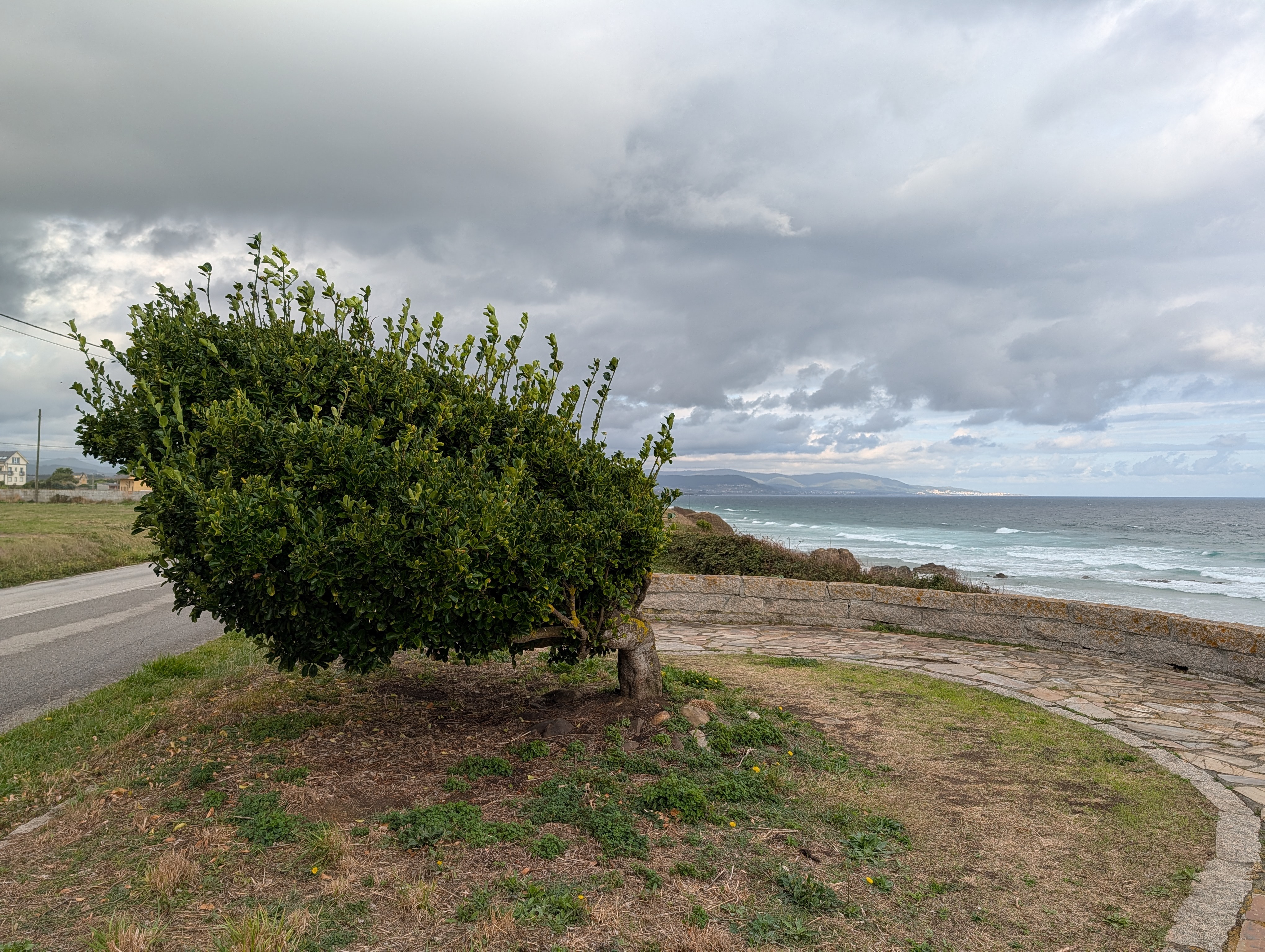 A windblown tree