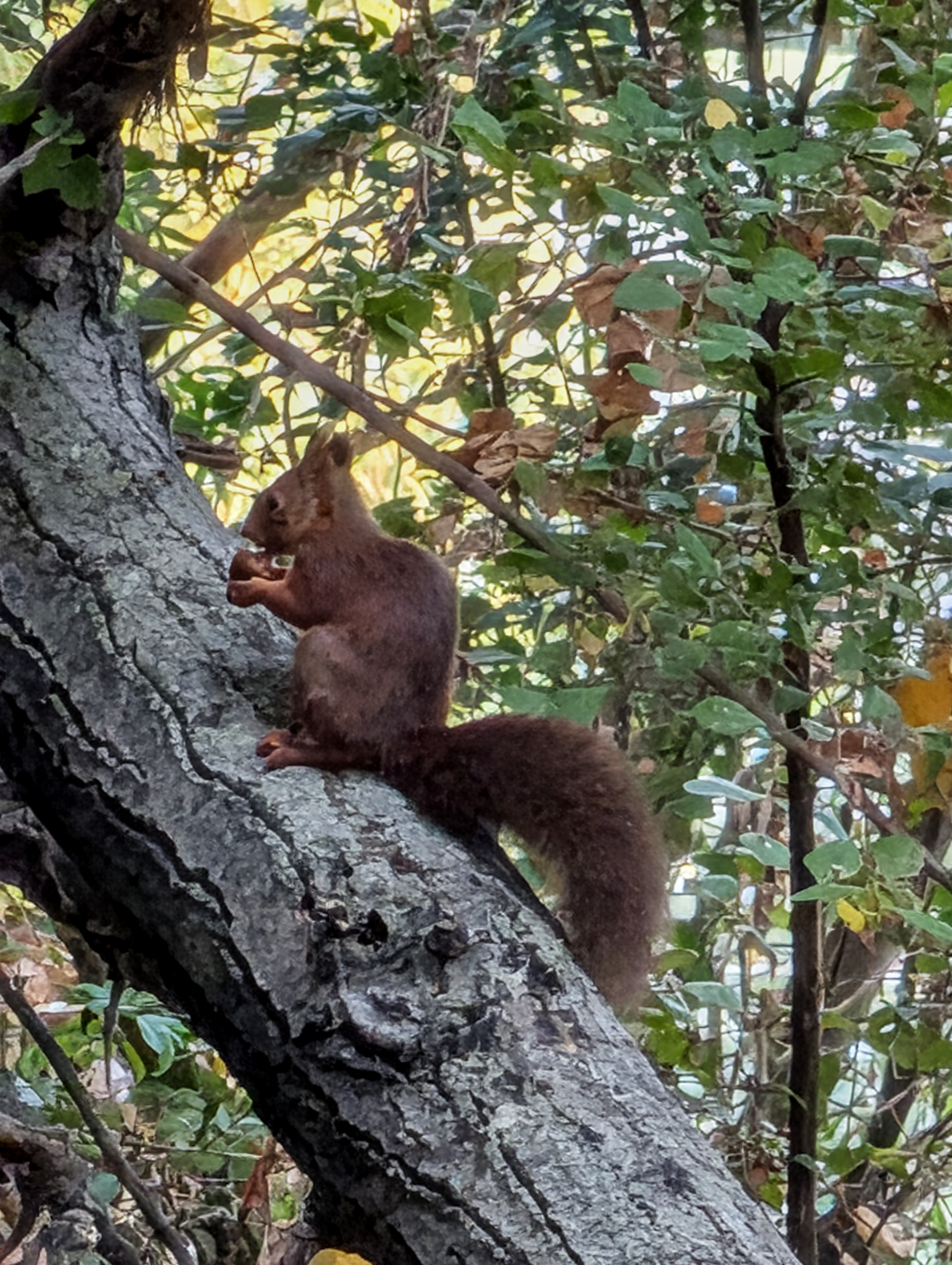 Brown squirrel with acorn in tree