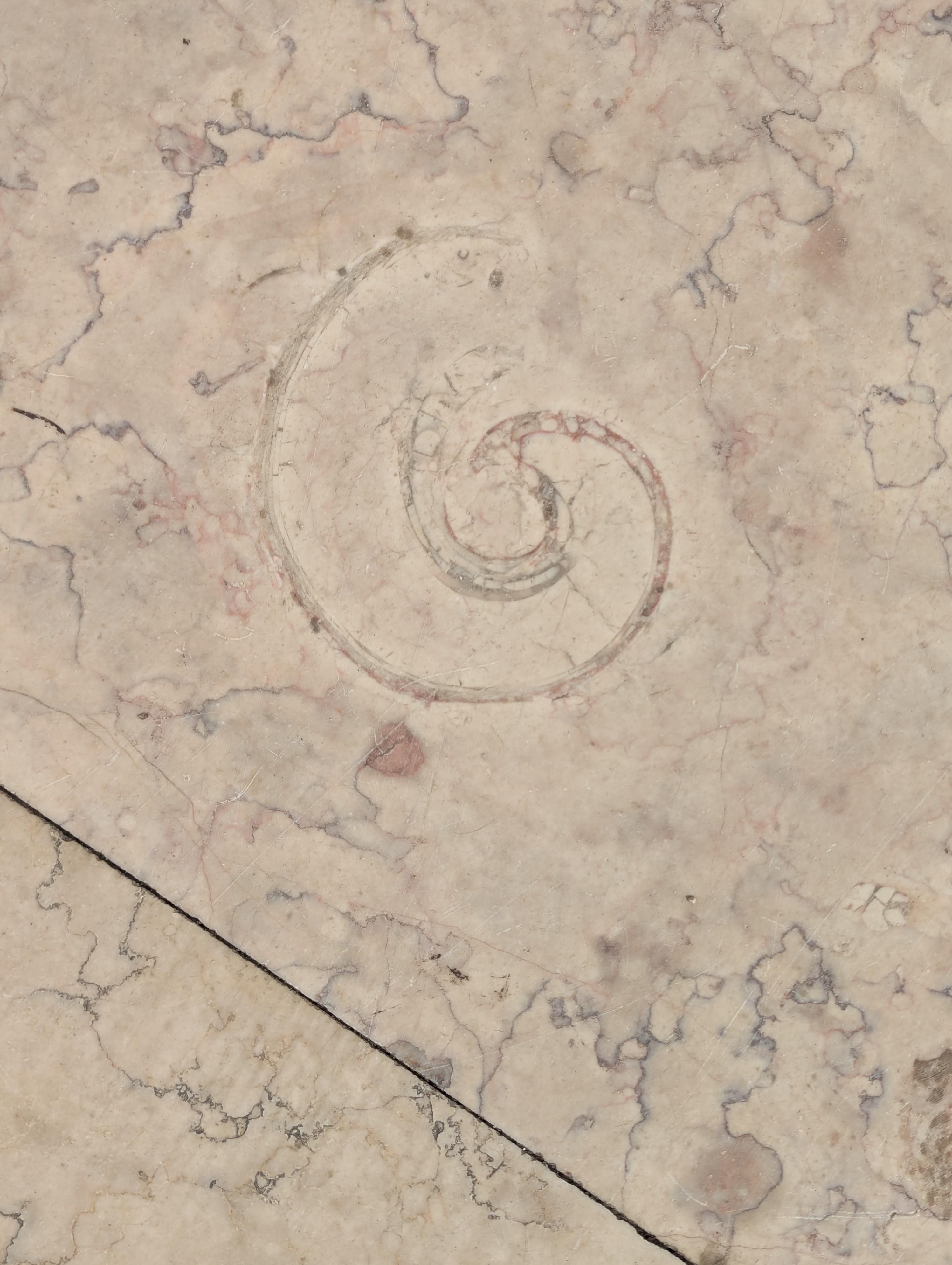 The courtyard tiles at Praça do Comércio have evident, beautiful fossilized shells