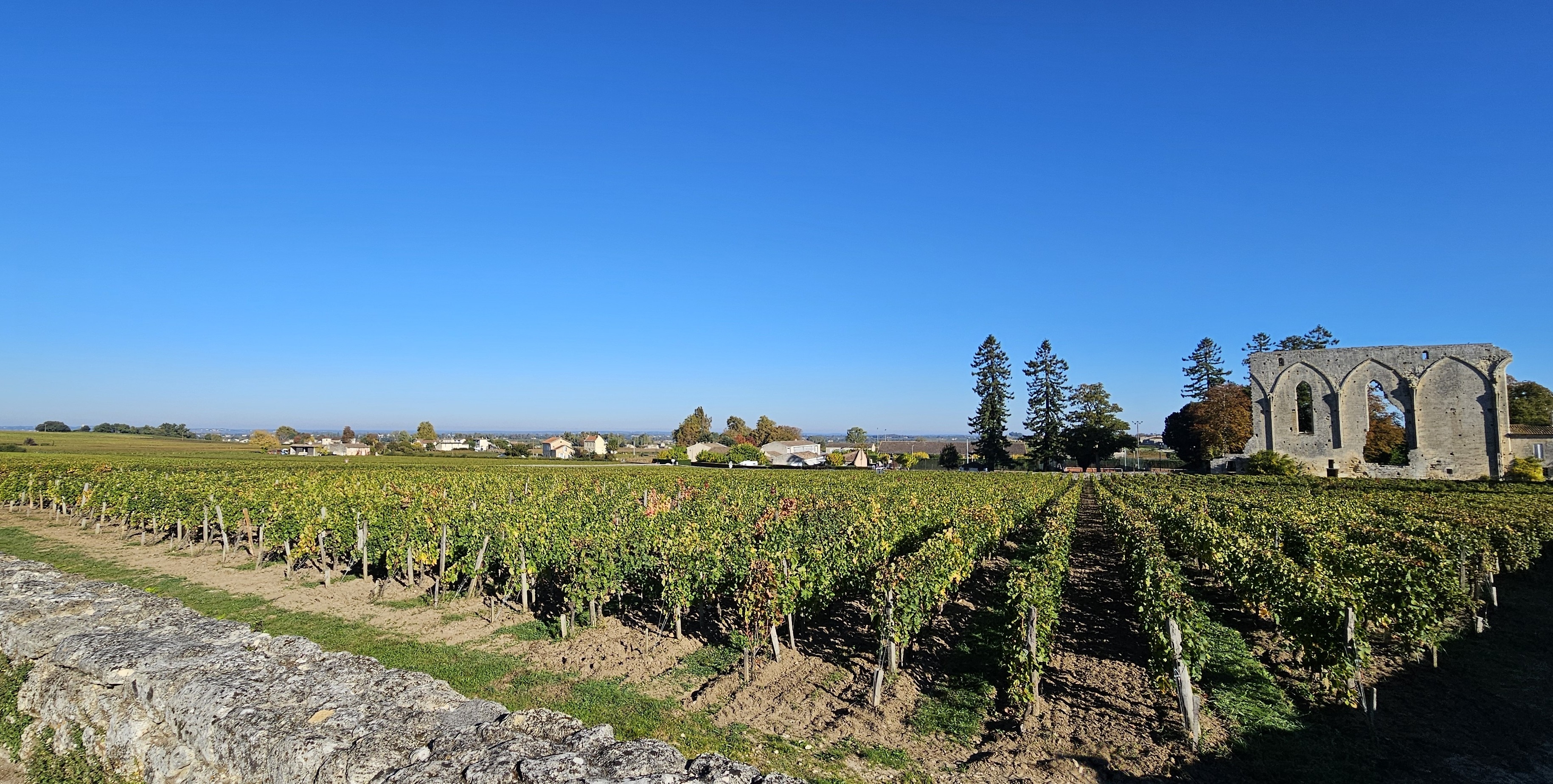 Grape vines and city wall remains