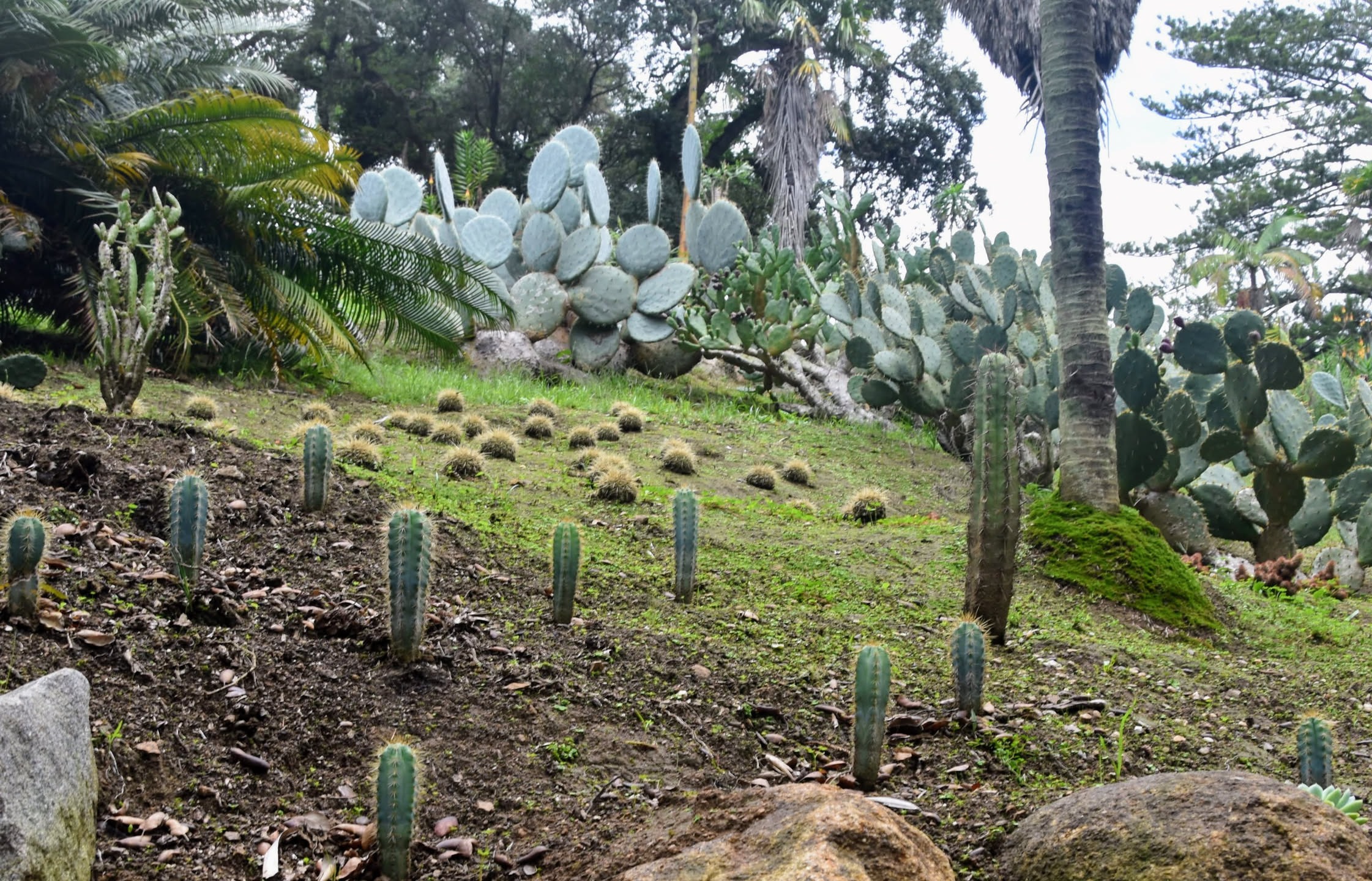 Cactus garden