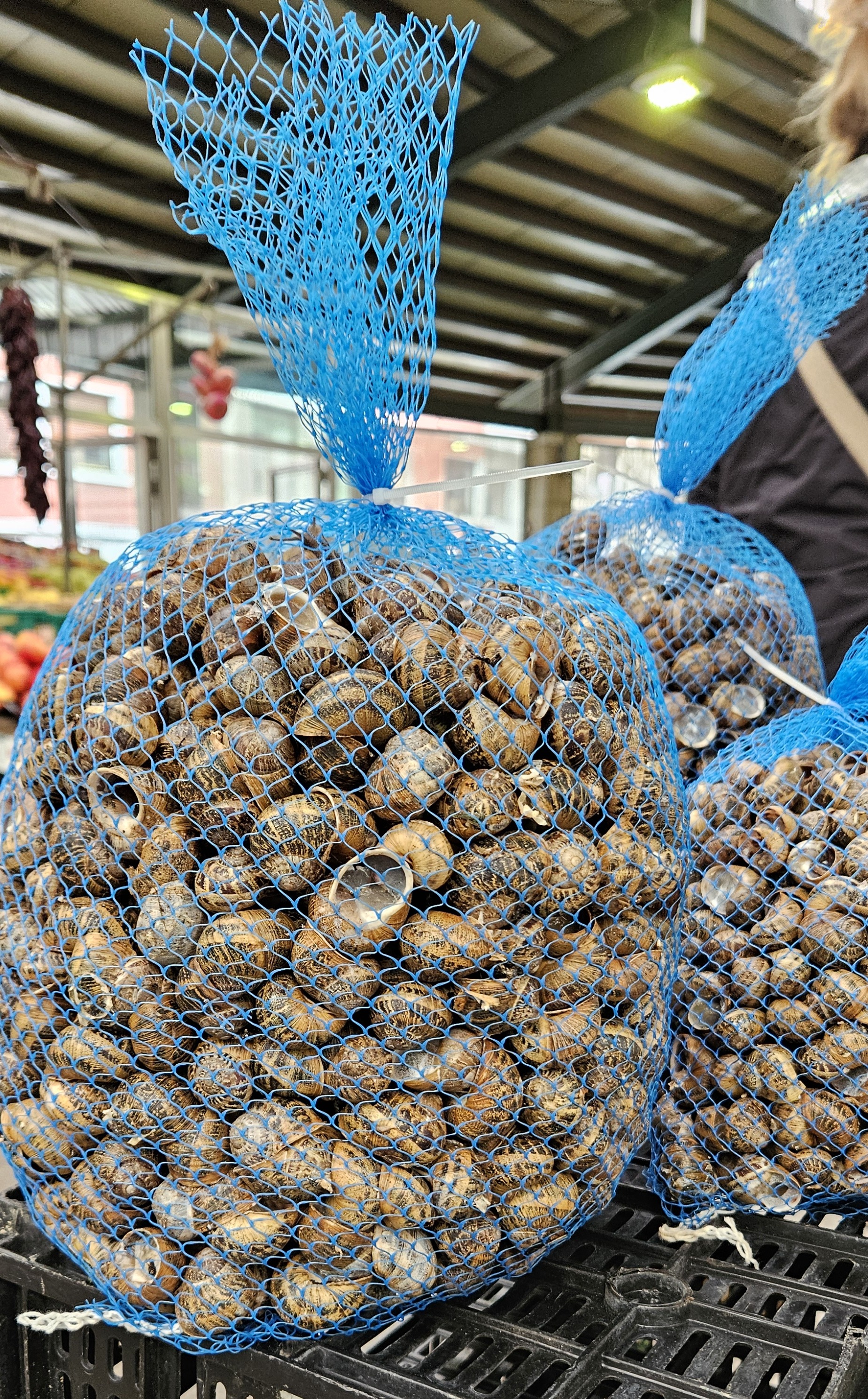 Snails at the Guernica market