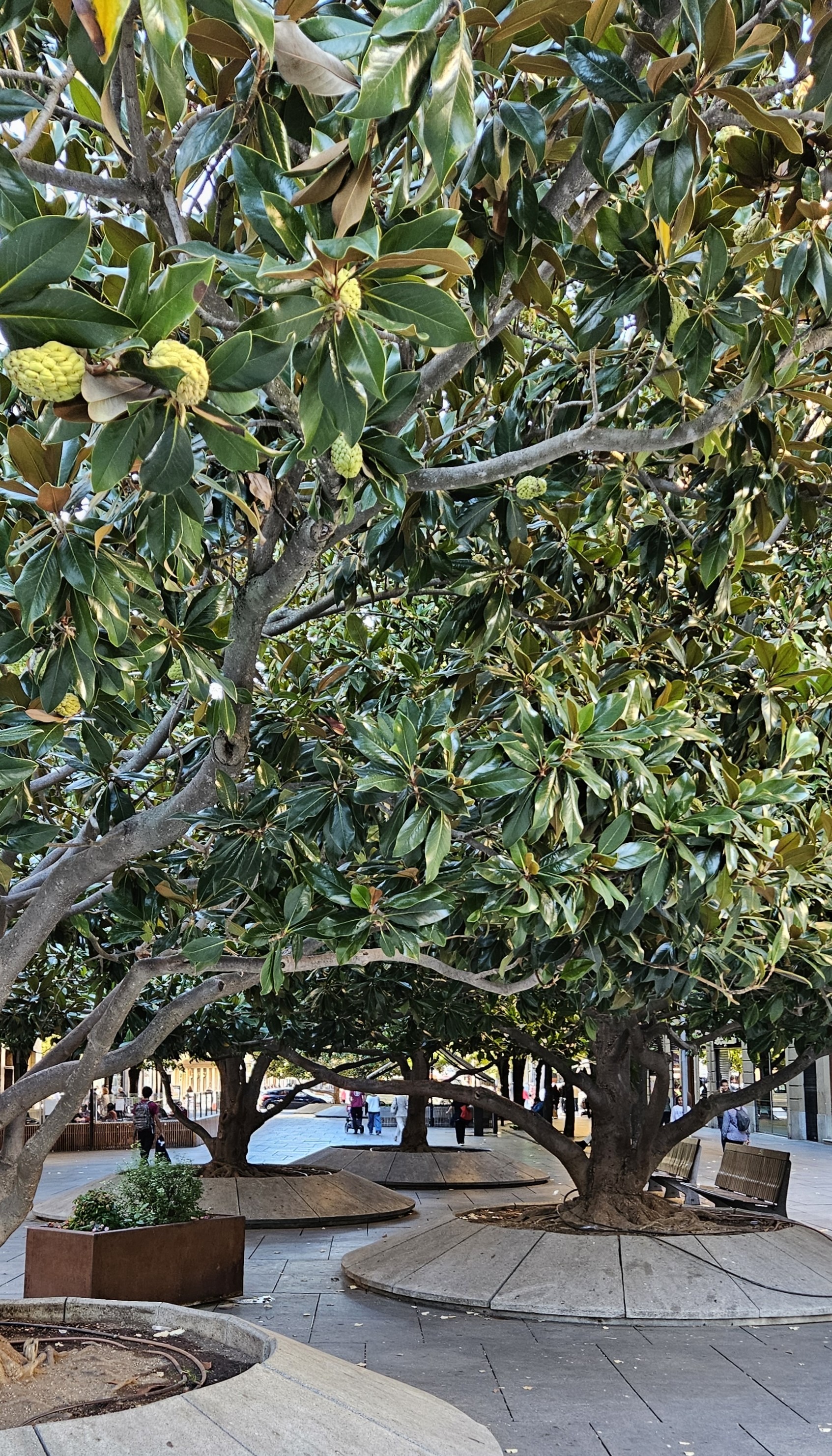 Urban magnolia forest