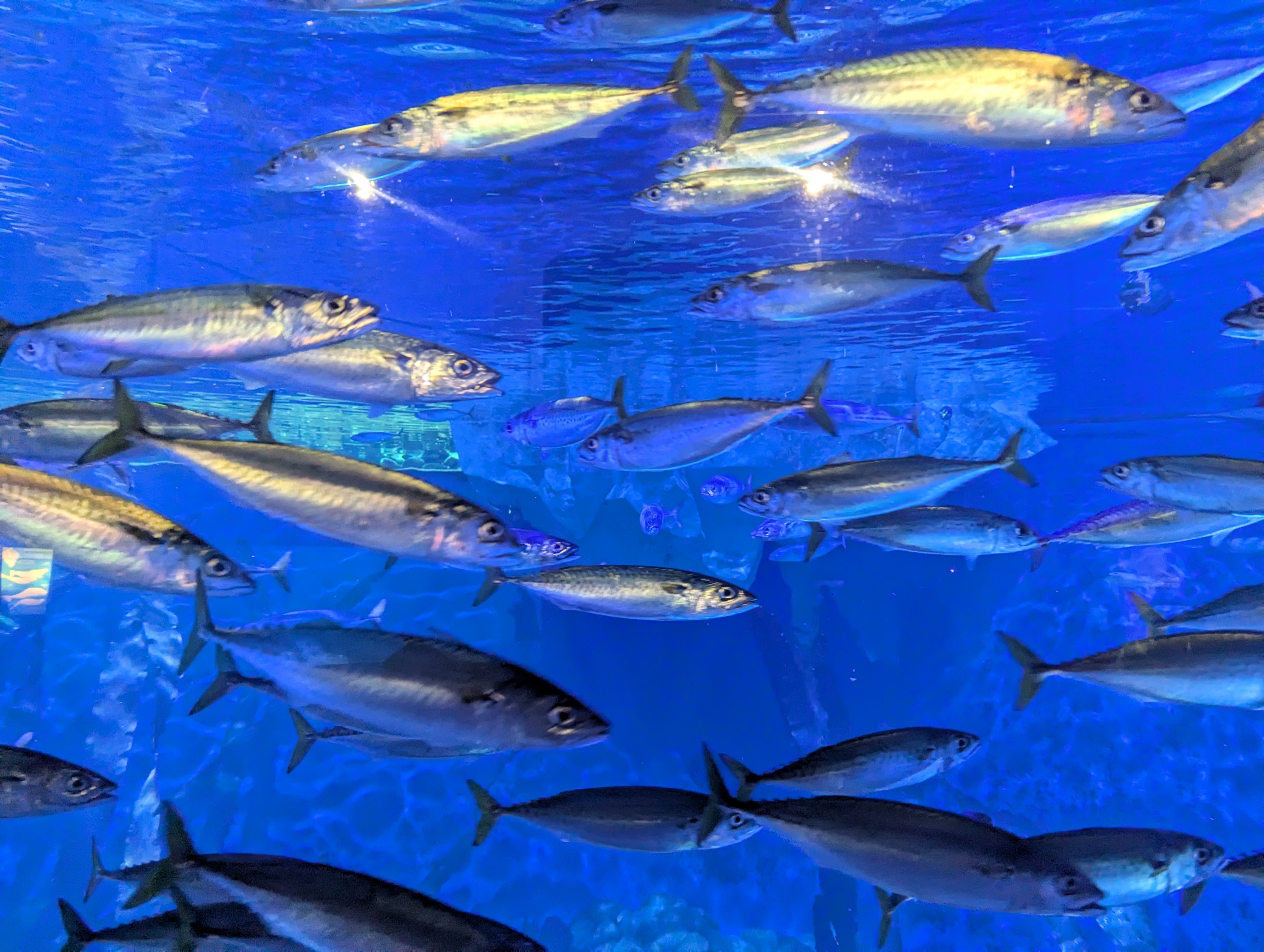 School of silvery fish