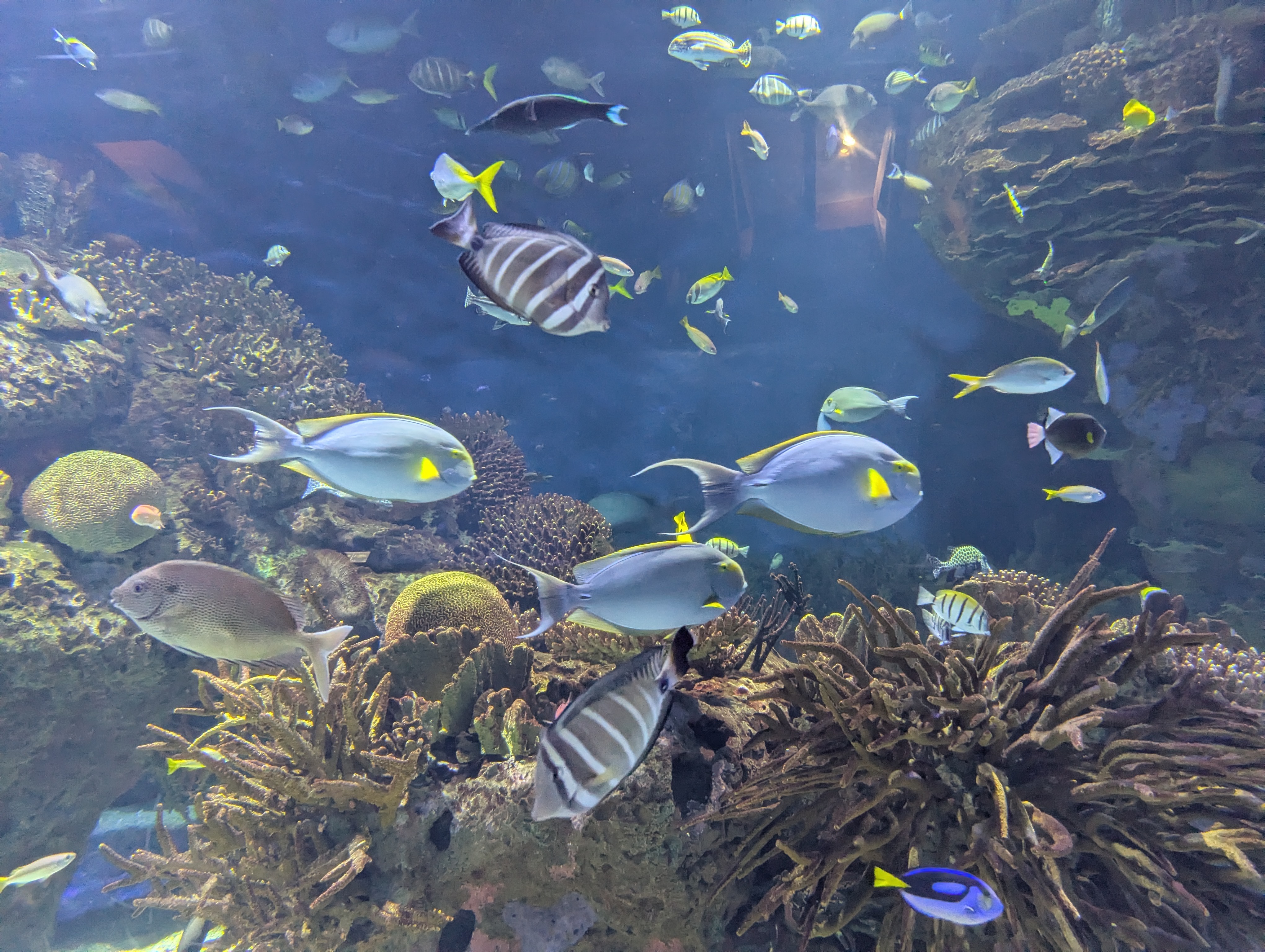Brightly colored fish