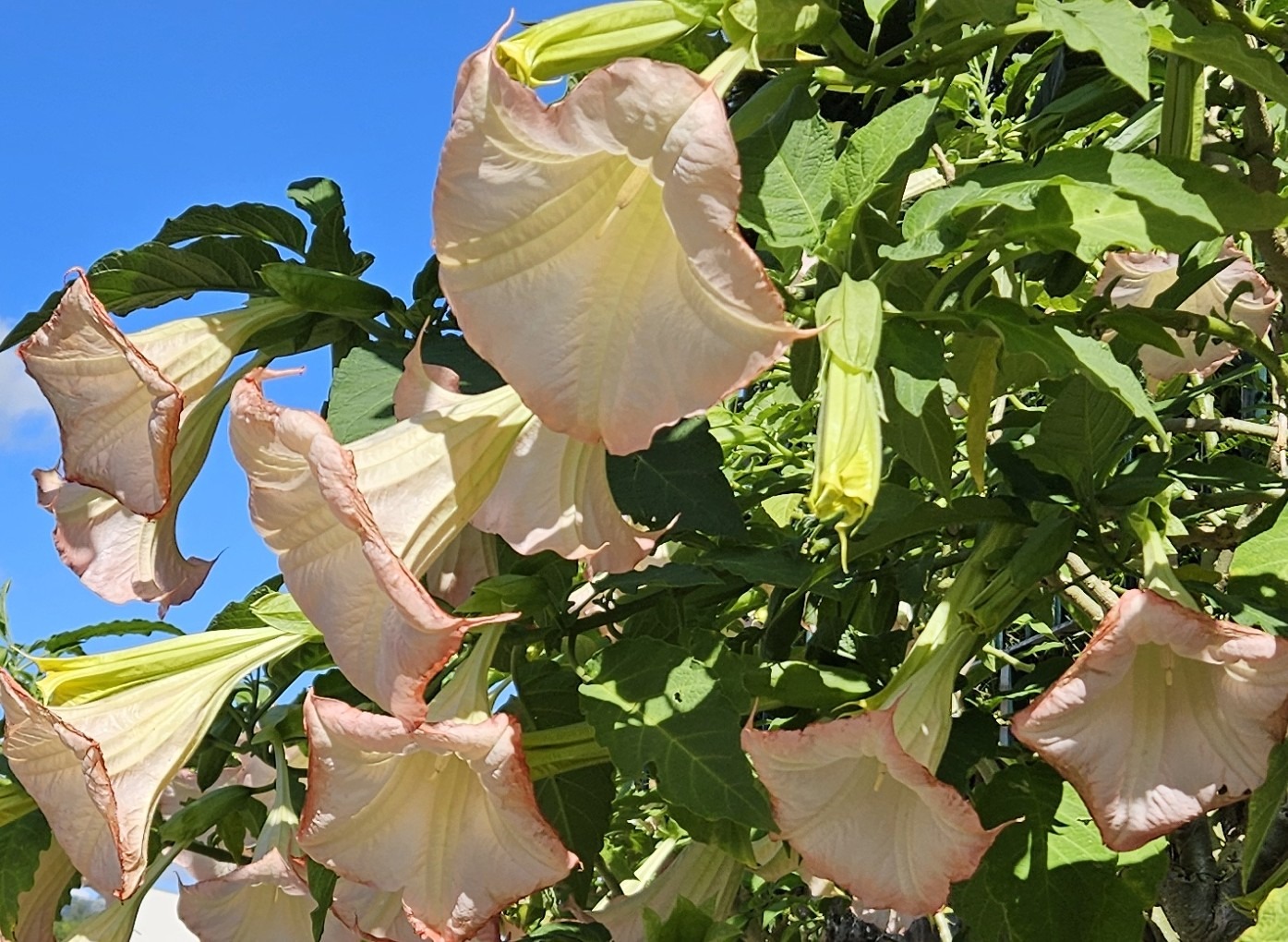 Brugmansia blooming in Liérganes