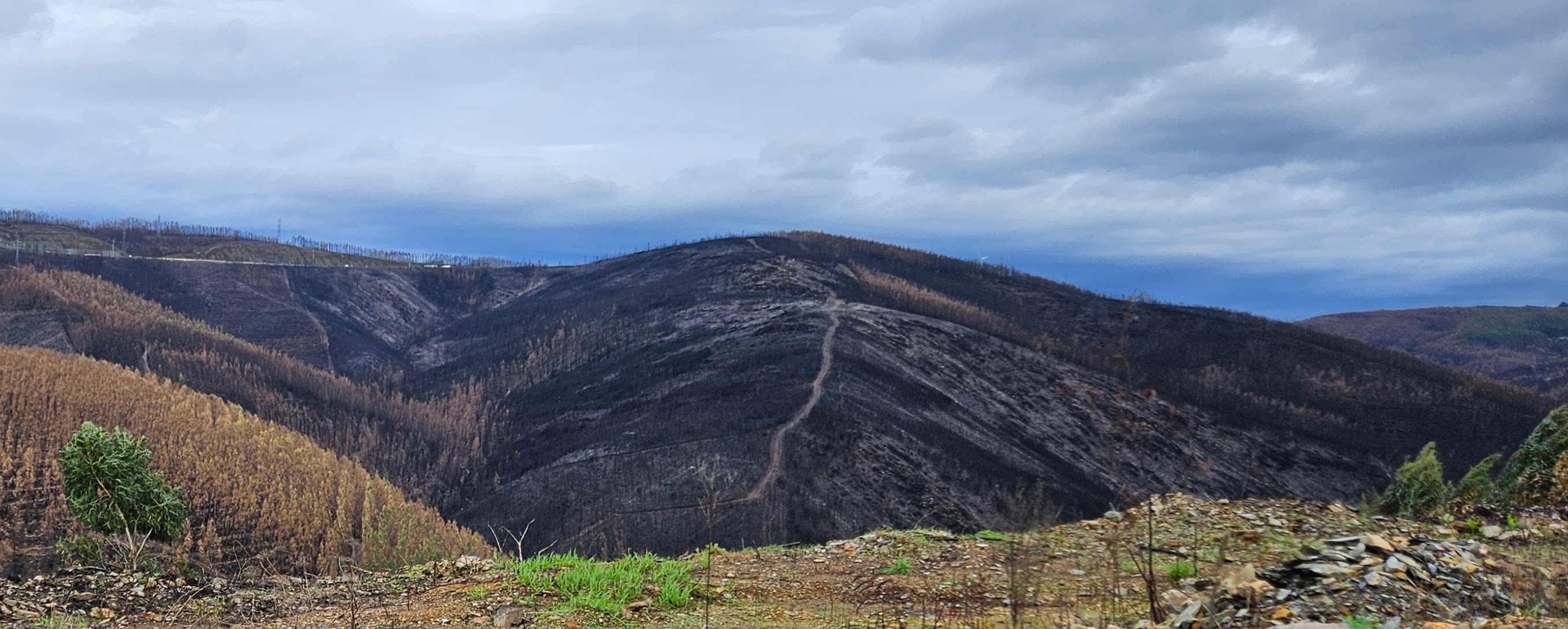 Forest fire damage along the drive from Douro Valley toward Coimbra