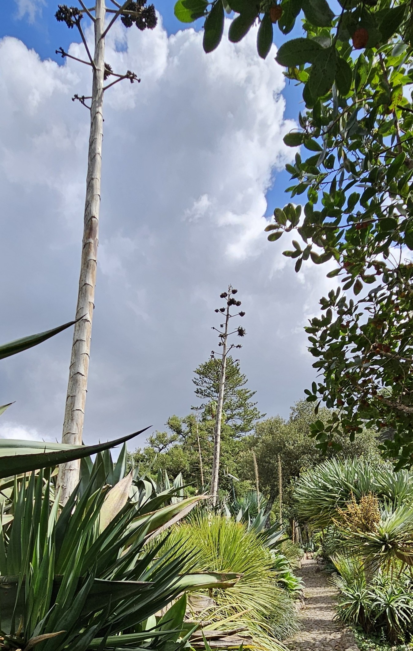 Agave with tree-height flower stalks