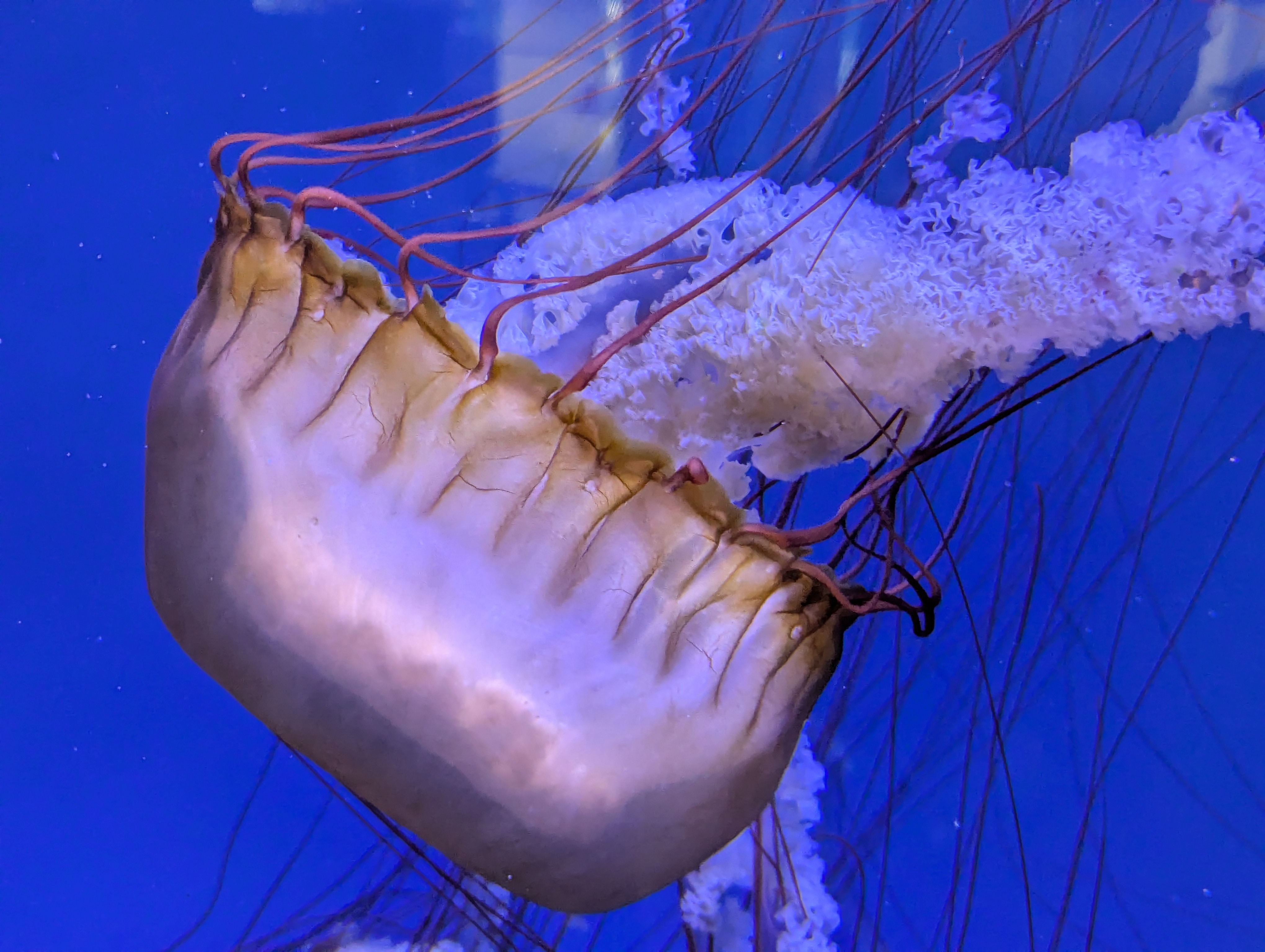 Giant jellyfish