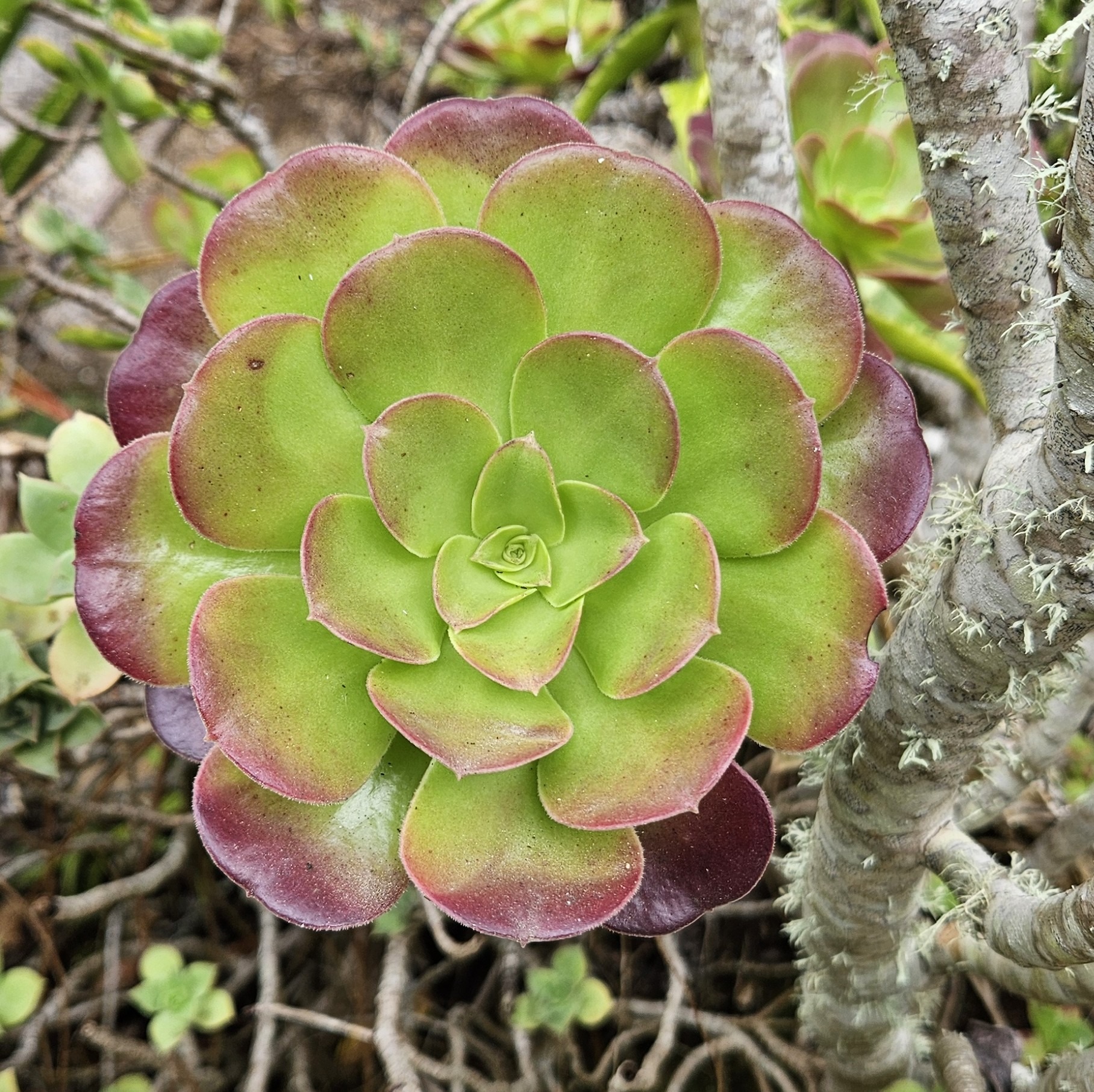 Succulent close-up